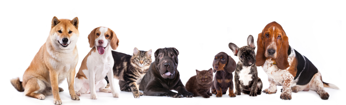 Fiber for pets? Yes!