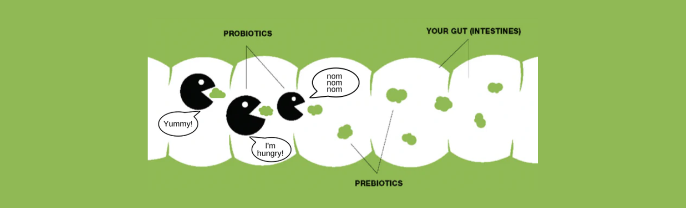 What Are Prebiotics?
