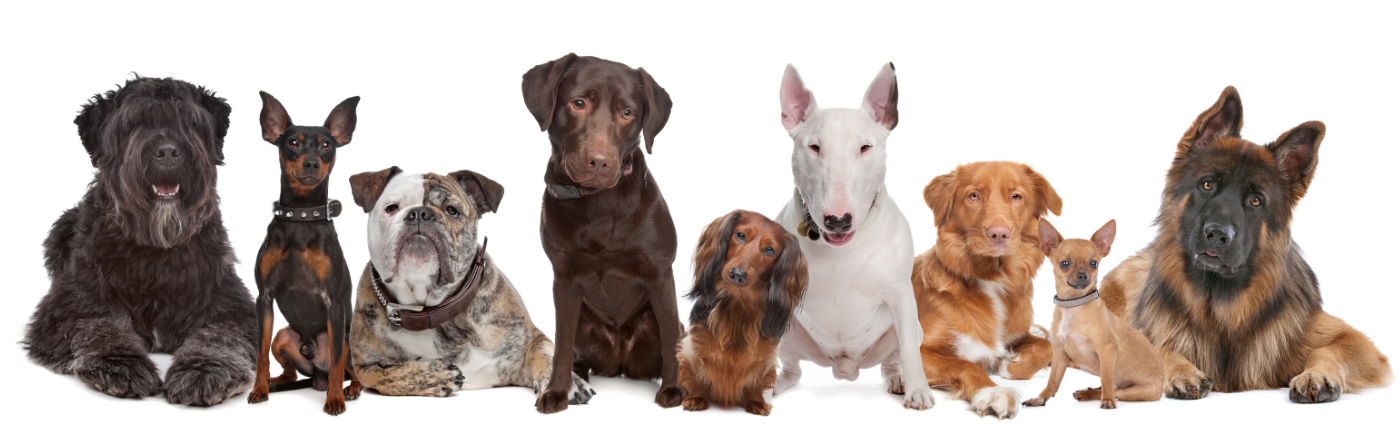 What Makes a Happy Pup Gut? Bonus Recipe: just better.® Bark Biscuits