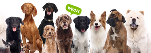 Holistic Health for Dogs: Fiber is a Dog's Best Friend