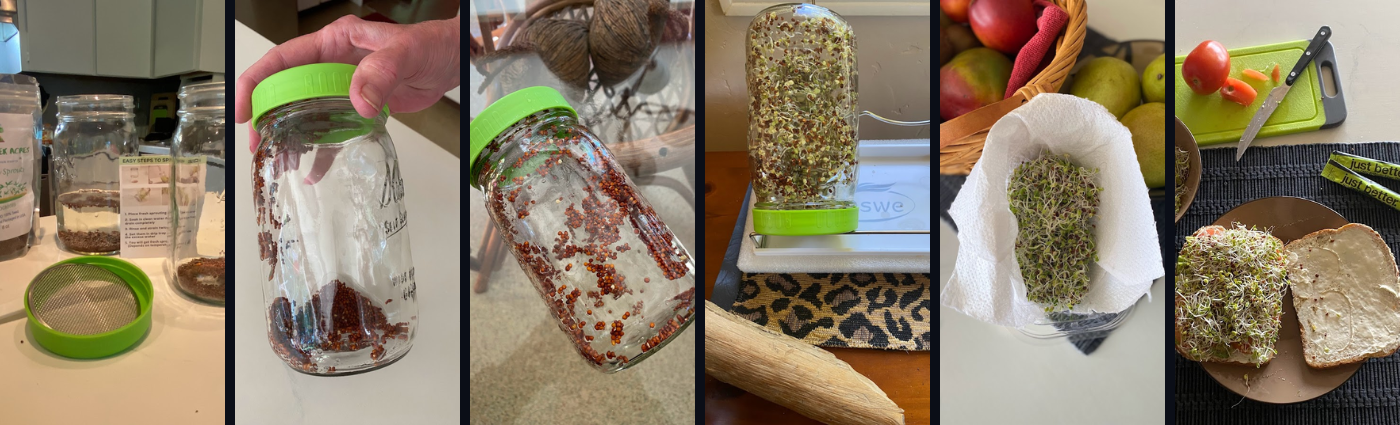Grow Your Own Sprouts