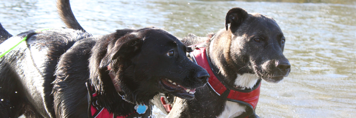 Two healthy and active dogs run in water.