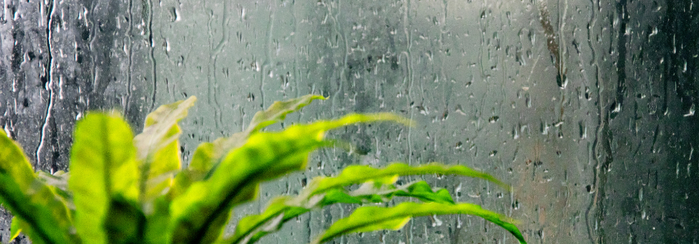 Gloomy Guts: Your Guide to Beating Seasonal Blues