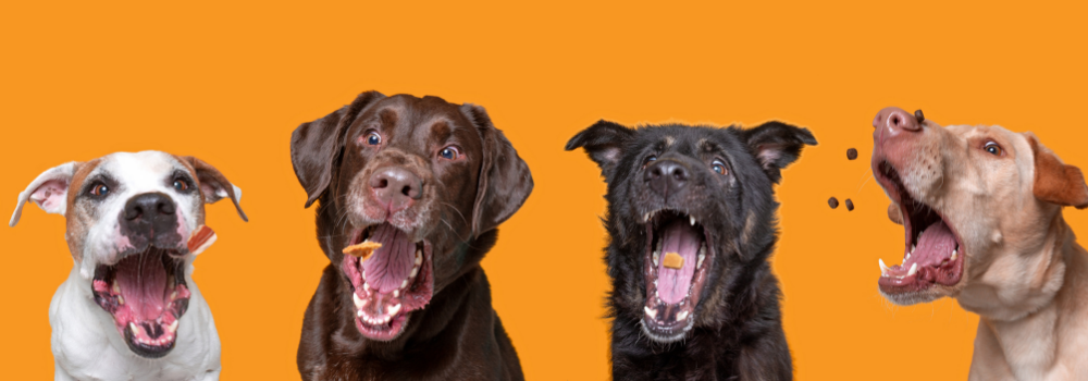 Prebiotic Pup Treats