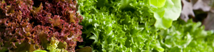 A close up of a variety of lettuce.