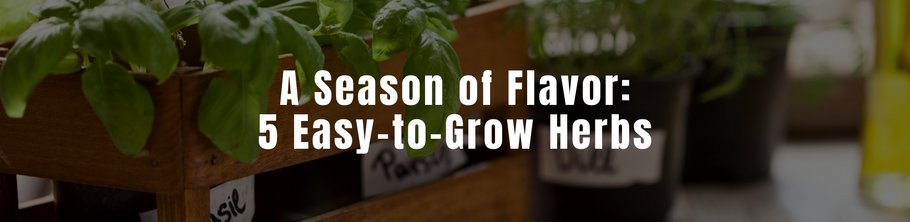 A Season of Flavor: 5 Easy-to-Grow Herbs